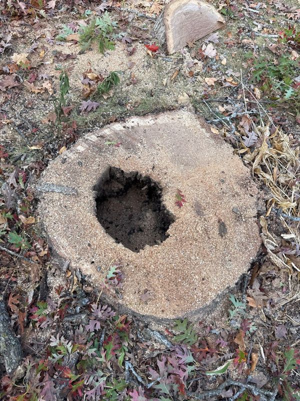 Tree Removal