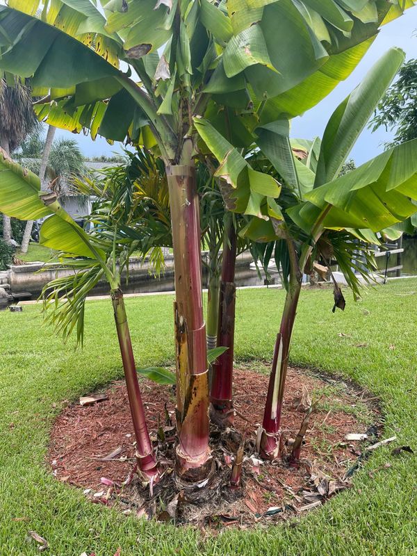 Plant and tree list
