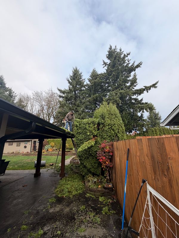 Shrub Trimming