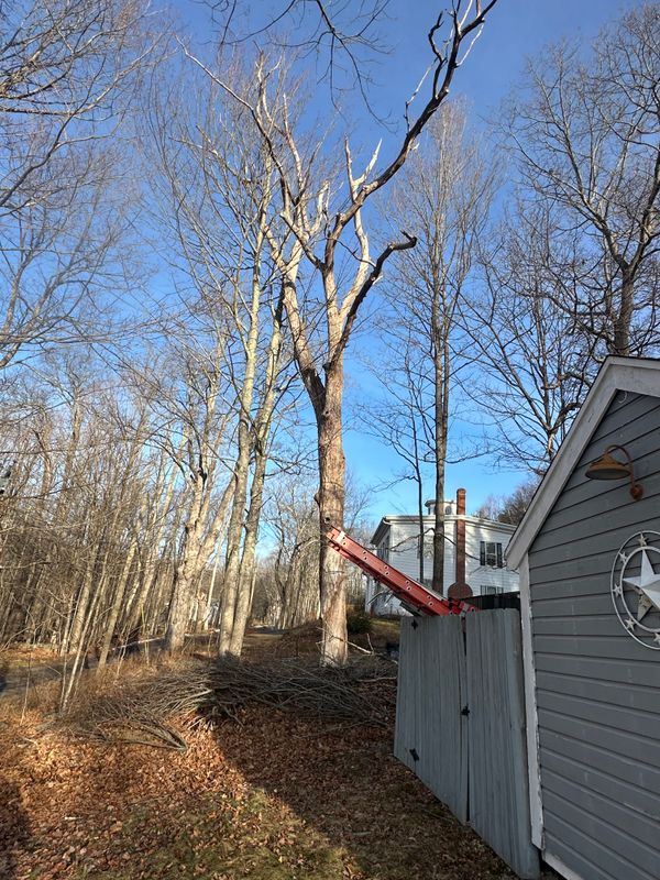 Tree Trimming