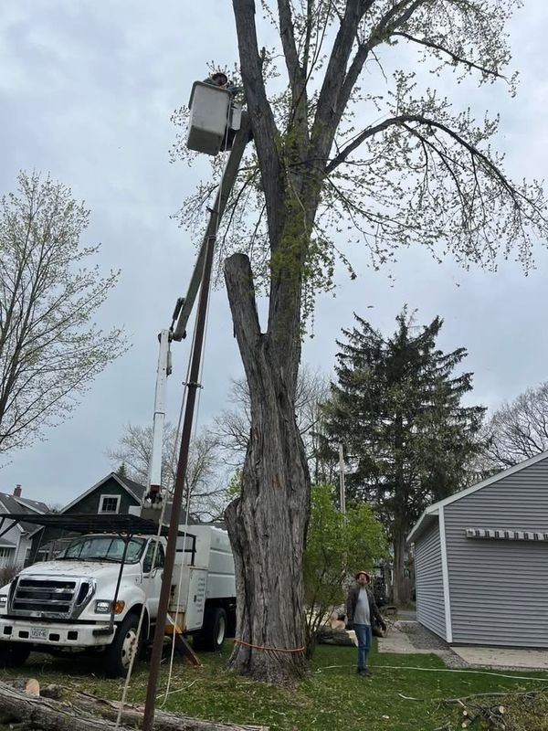 Tree Trimming