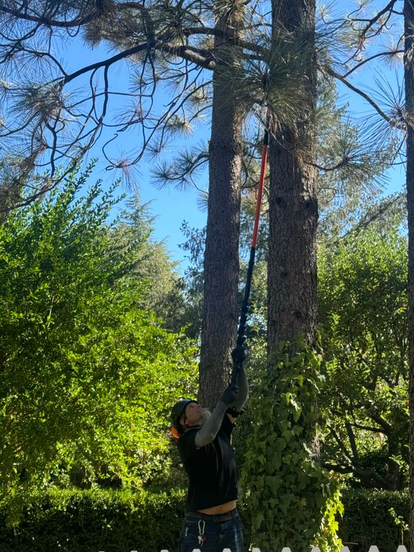 Fruit Tree Pruning