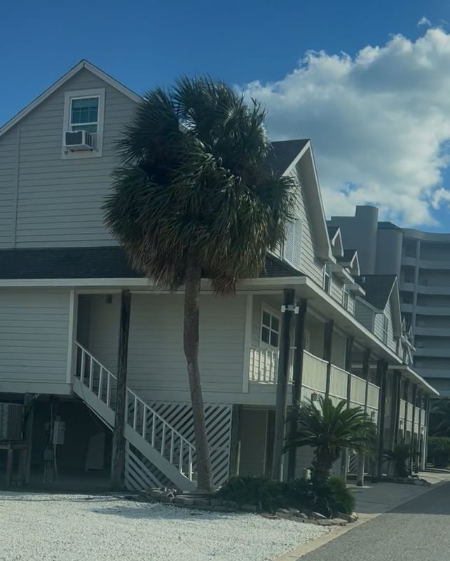 Palm Tree Pruning