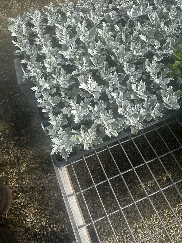 Landscape Installation