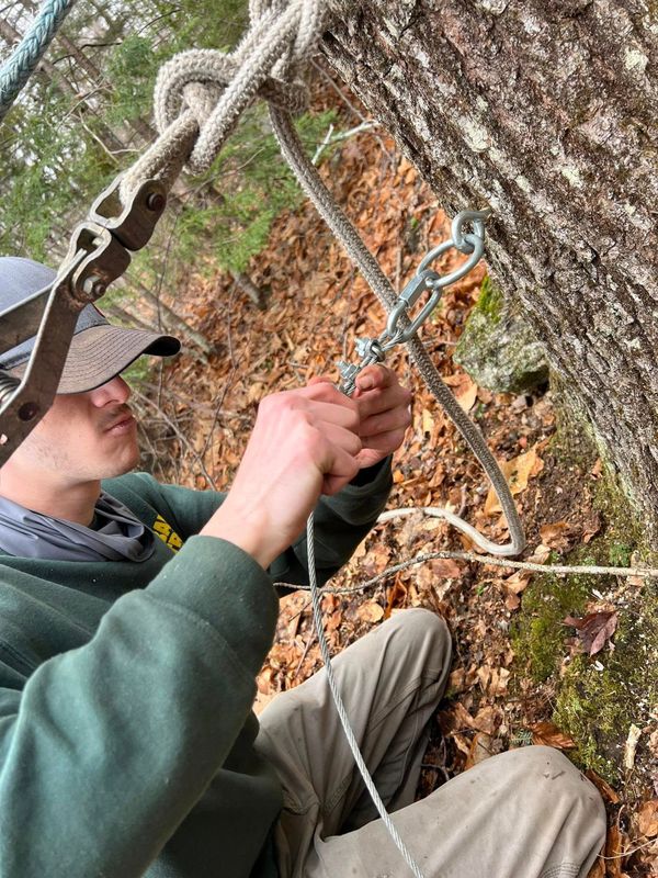 Tree Removal gallery