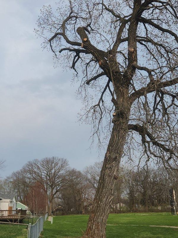 Tree Trimming