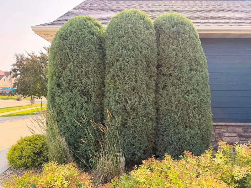 Tree & Shrub Trimming | Meticulous Mowing LLC | Grand Forks, ND