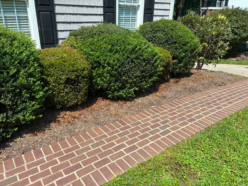 Tree & Shrub Care