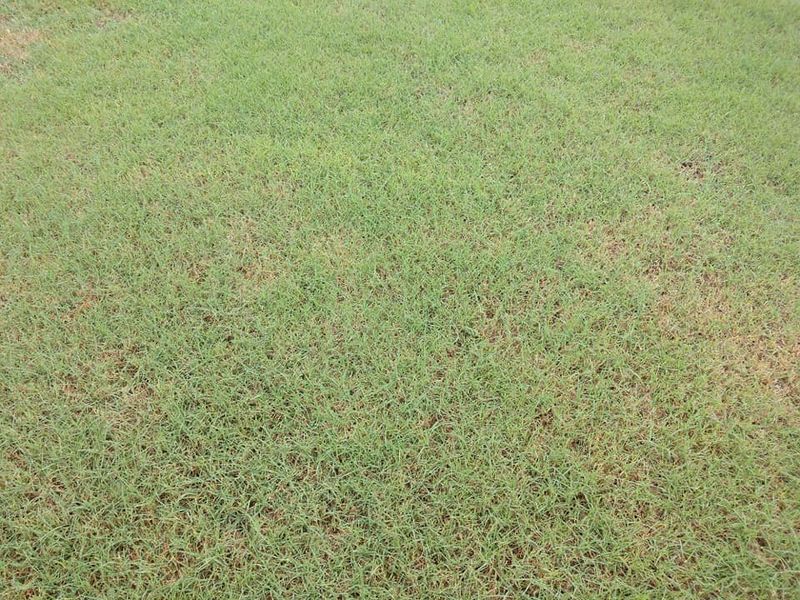 Growth Control