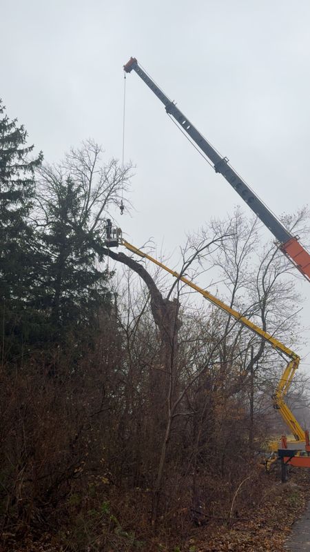 Tree Removal