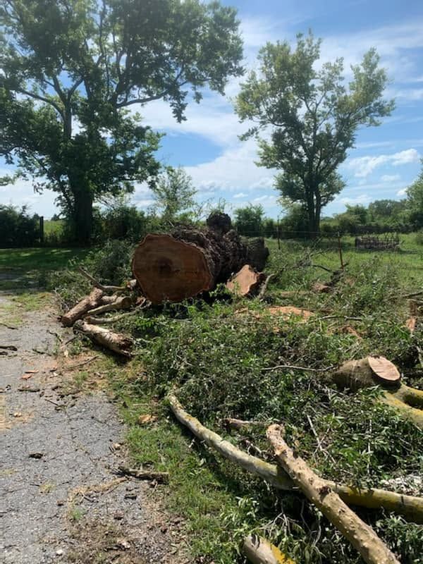 Tree Removal