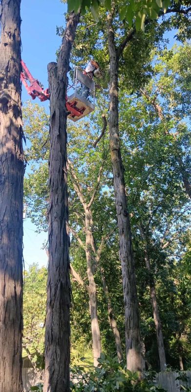 Tree Trimming