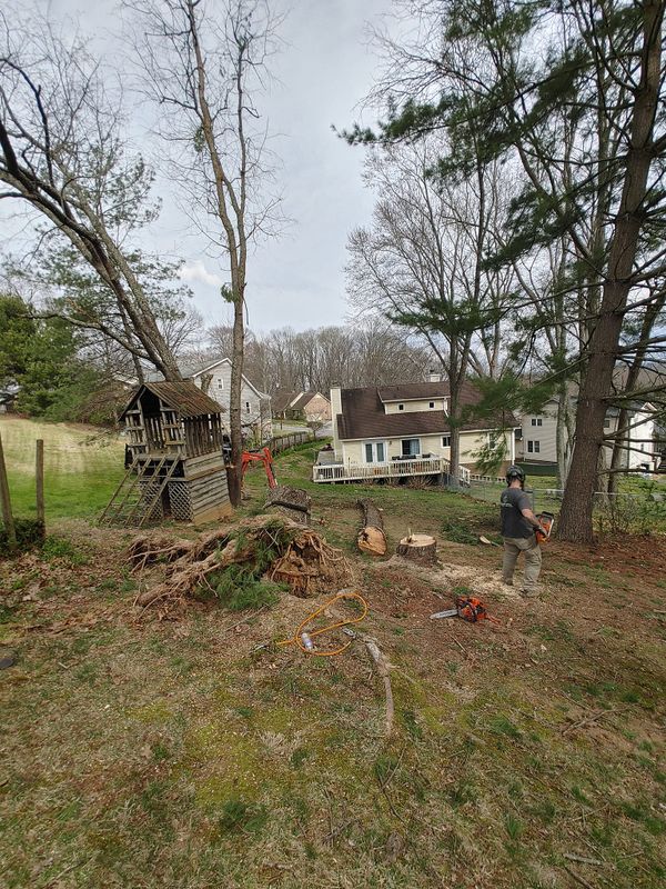 Tree Removal