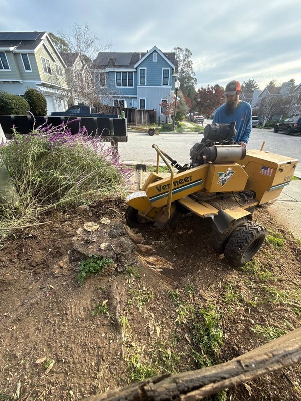 Shrub Trimming