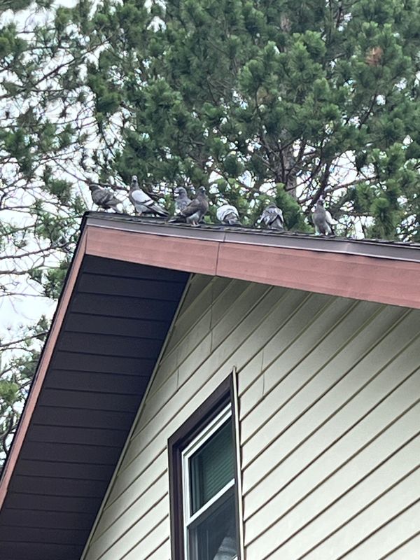 Pigeon Control