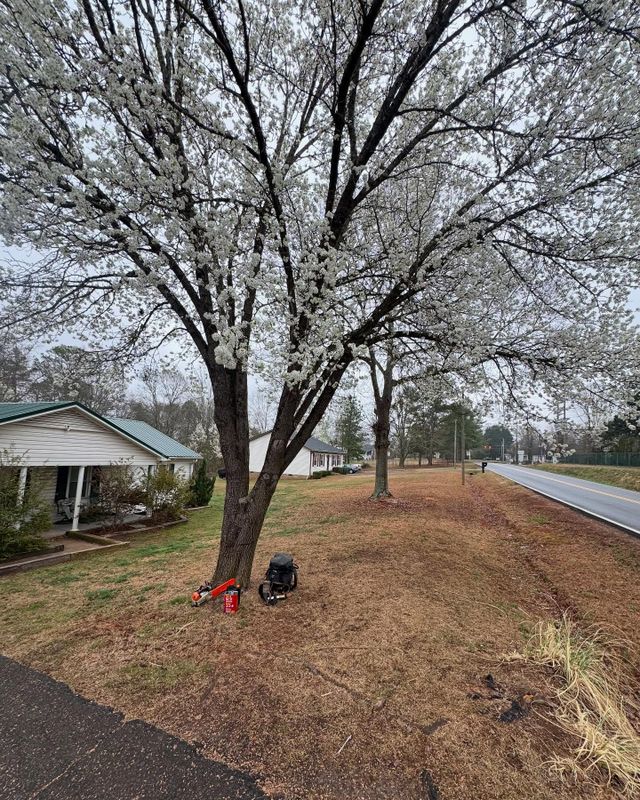Tree Trimming