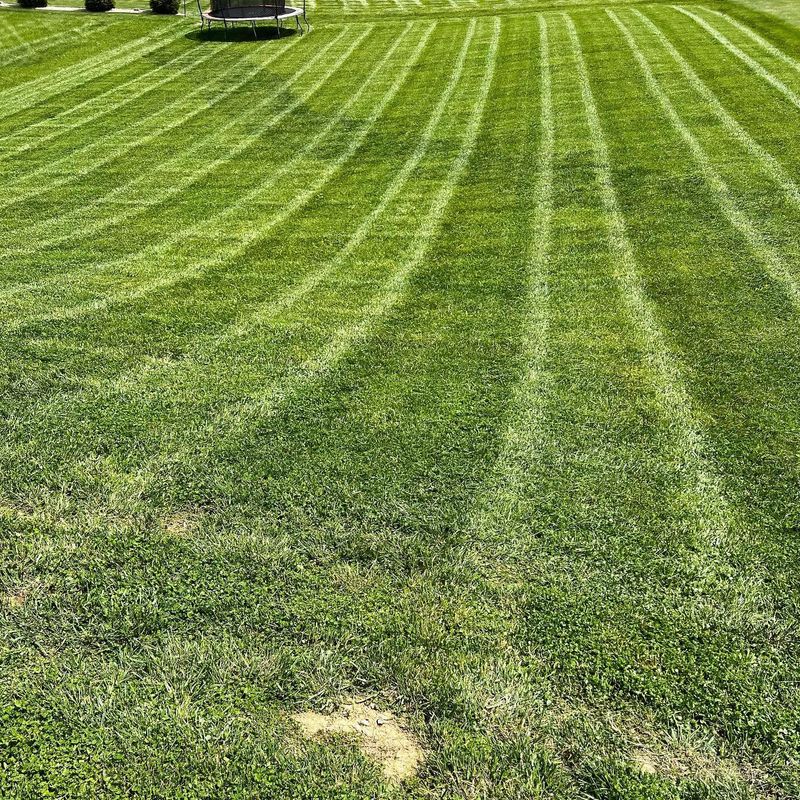 Lawn Maintenance