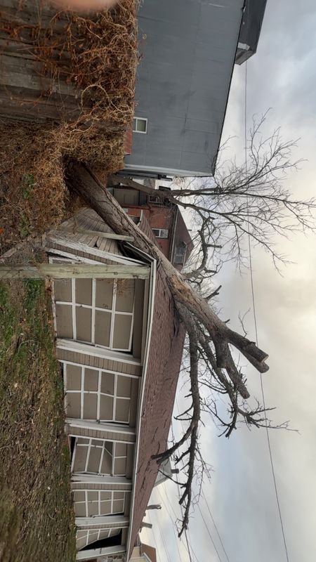 Tree Removal