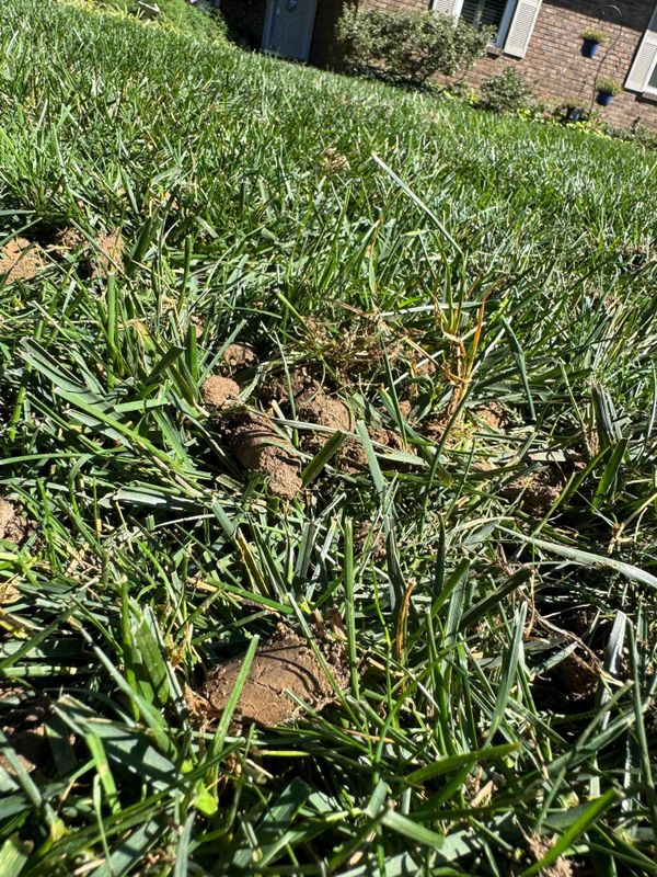 Lawn Aeration