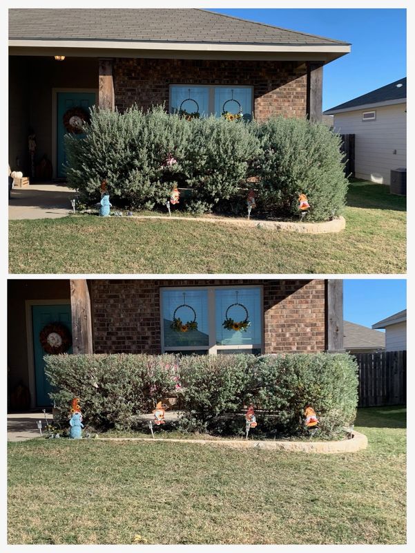 Shrub Trimming