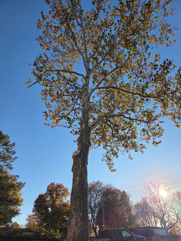 Tree Trimming