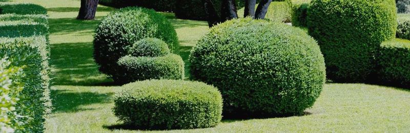 Lawn Maintenance