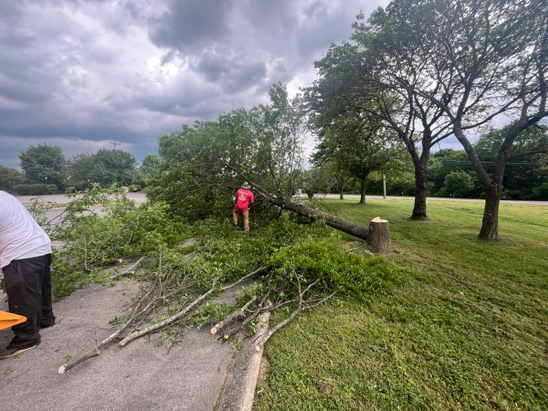 Tree Maintenance