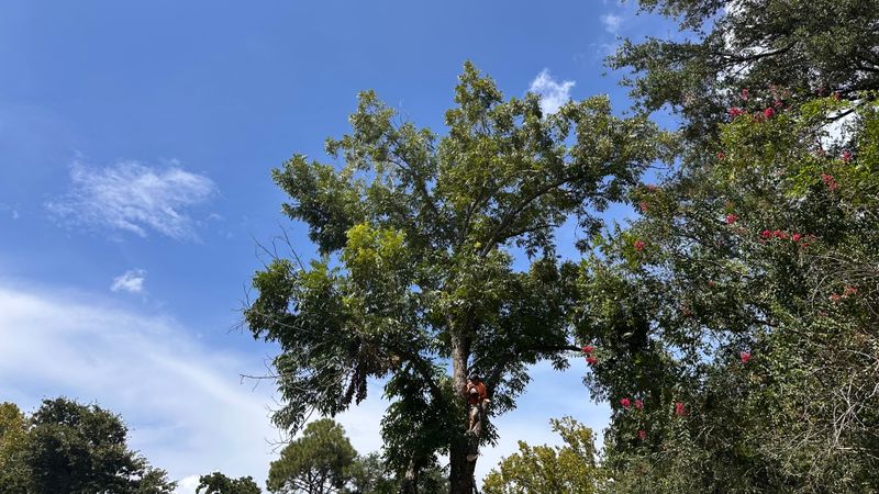 Tree Services