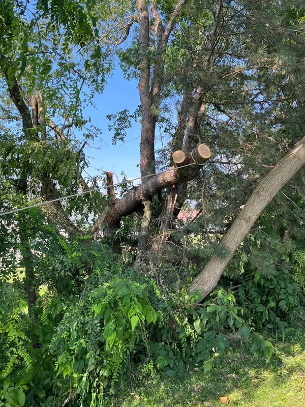 Tree Trimming
