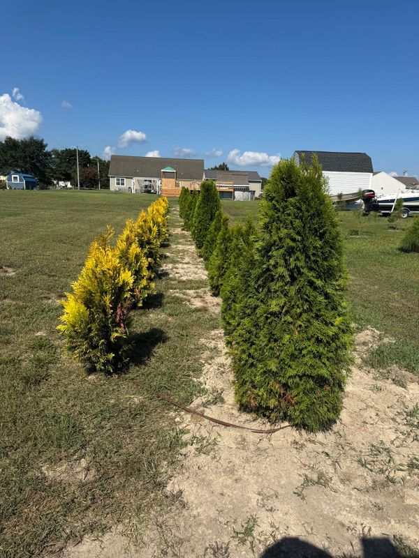 Shrub Trimming