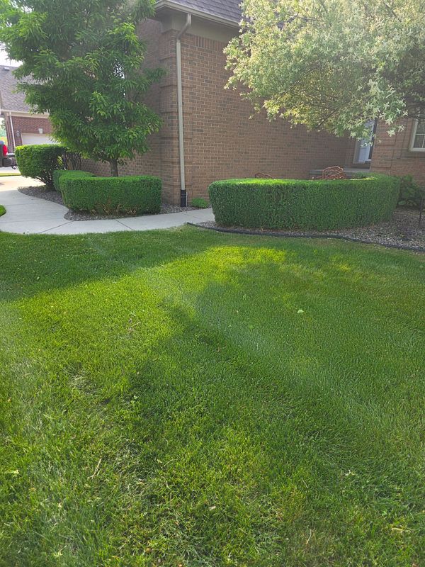 Shrub Trimming