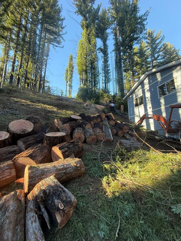 Tree Services