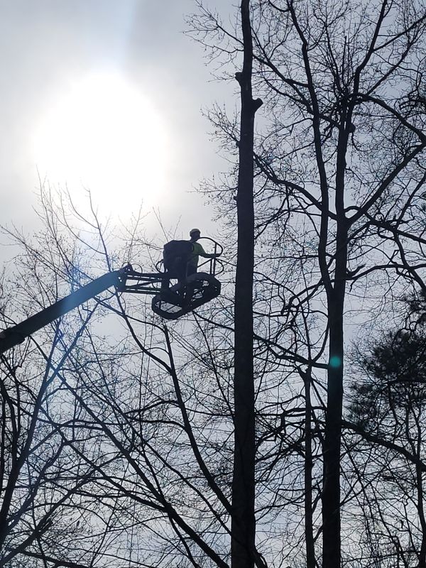 Hazardous Tree Removal