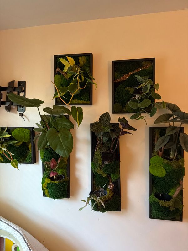 Indoor Plant Care