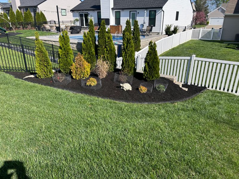 Tree and Shrub Care