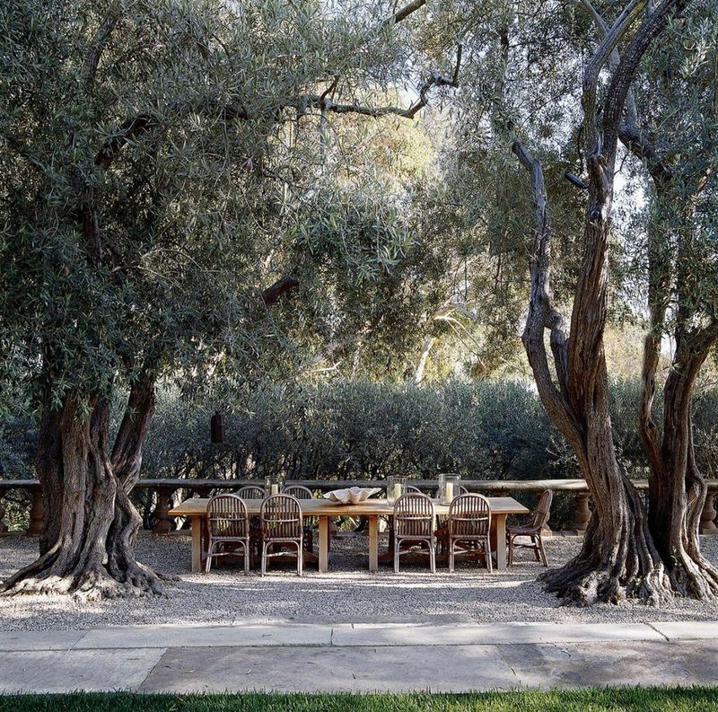 Tree Health and Maintenance