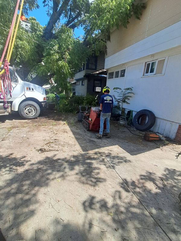 Tree Trimming