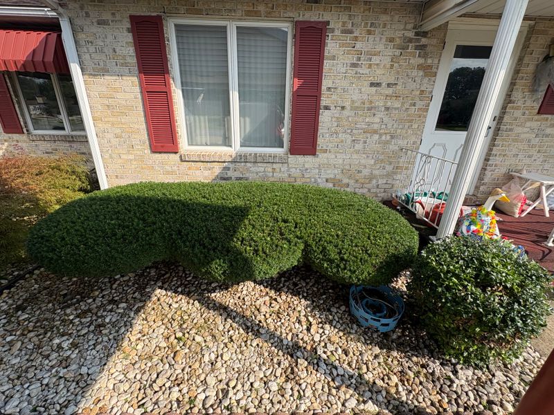 Shrub Trimming