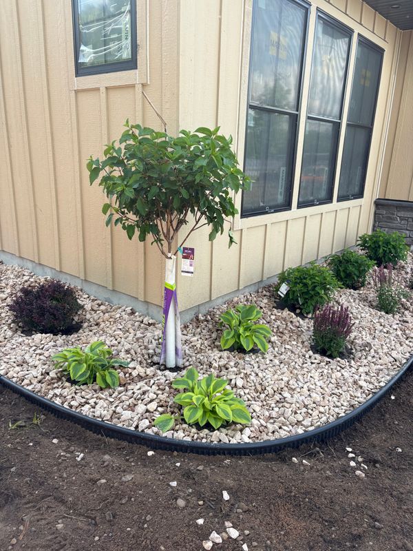 Tree and Shrub Care