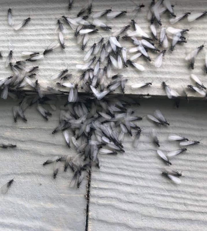 Mosquito Control