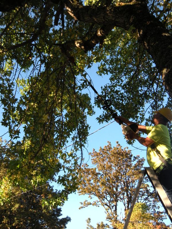 Tree Removals