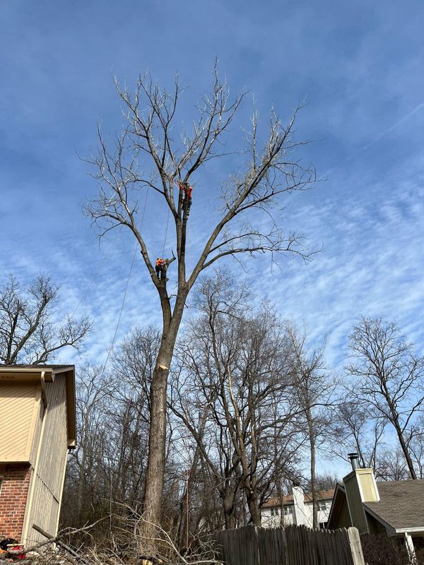 Tree Trimming