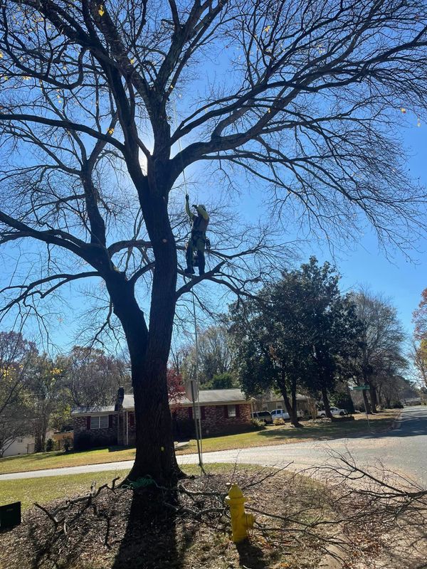 Tree Removal gallery