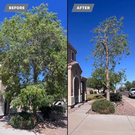 Trimming & Pruning Services