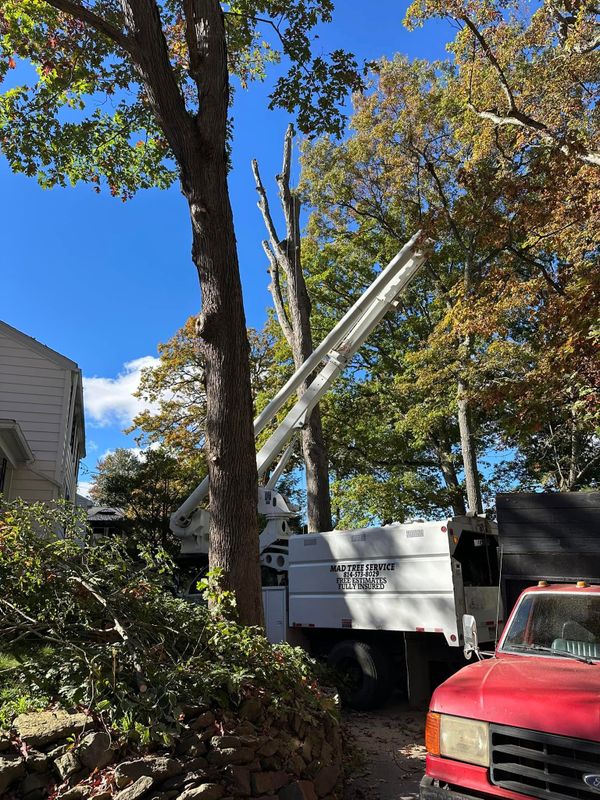 Tree Trimming