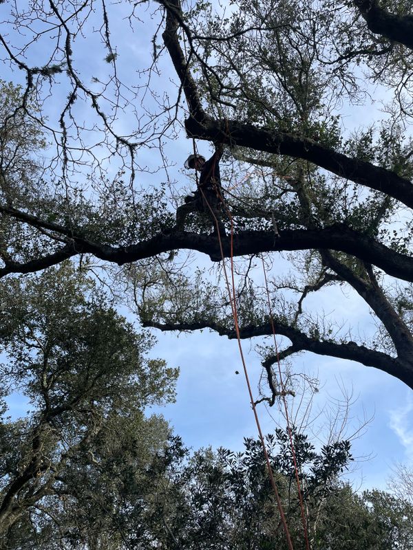 Tree Trimming