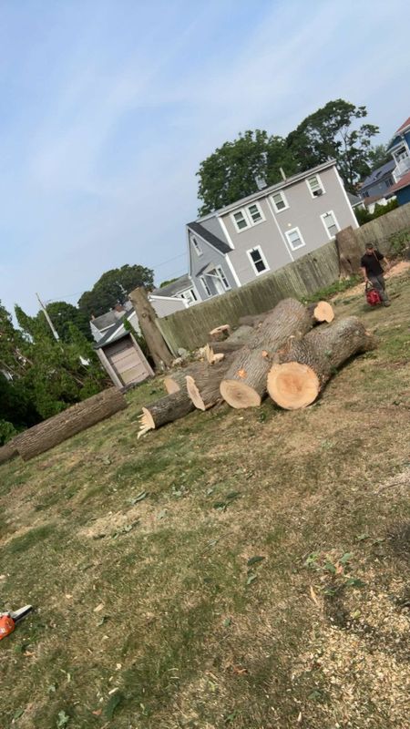 Tree Removal gallery
