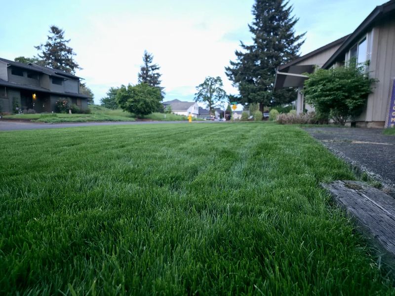 Lawn Maintenance
