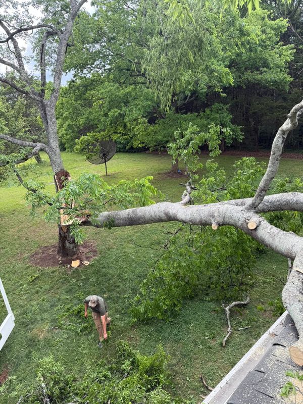 Tree Removal
