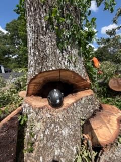 Tree Removal